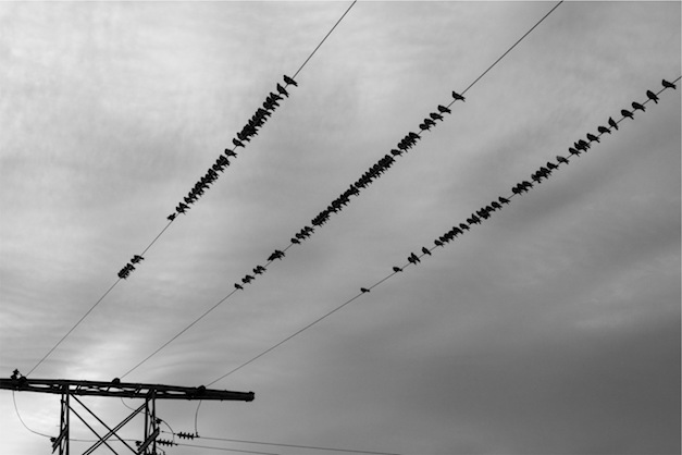 Birds on wire